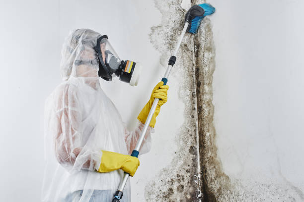 Best Mold Damage Repair  in Bonham, TX