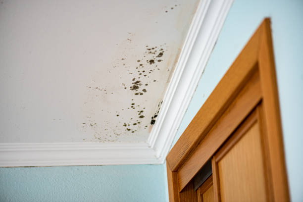 Best Mold Cleaning Services  in Bonham, TX