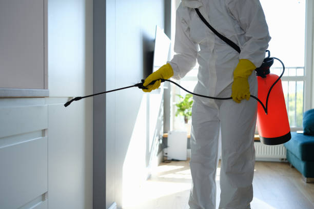 Office Mold Removal Services in Bonham, TX