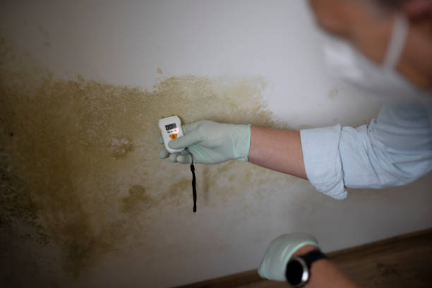 Best Emergency Mold Removal  in Bonham, TX