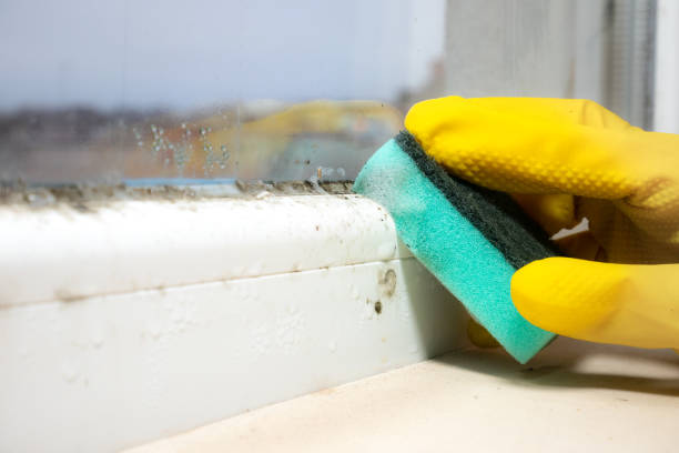 Best Toxic Mold Removal  in Bonham, TX