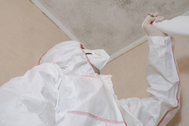 Best Mold Removal Company Near Me  in Bonham, TX