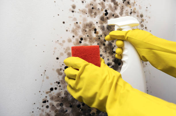 Best Home Mold Removal  in Bonham, TX