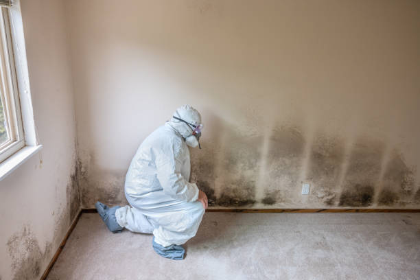 Best Commercial Mold Removal  in Bonham, TX