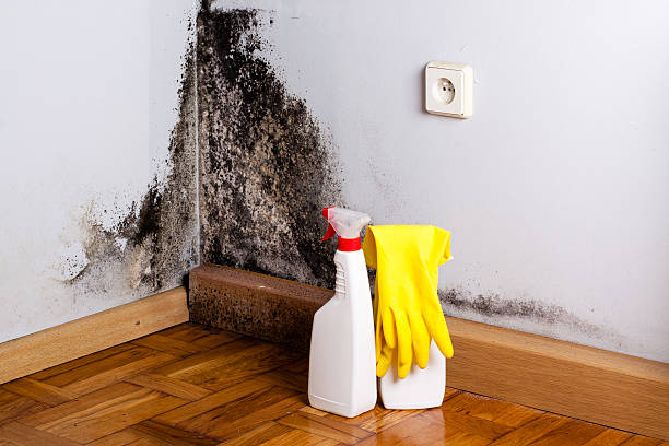 Professional Mold Removal in Bonham, TX