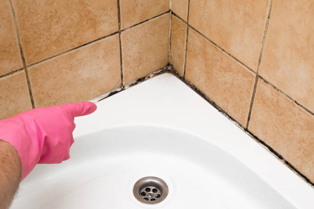 Best Residential Mold Removal  in Bonham, TX